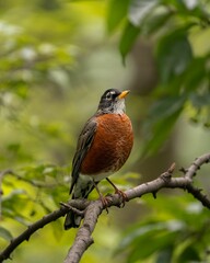 Wall Mural - Vertical closeup shot of an American robin perched on a wooden tree branch