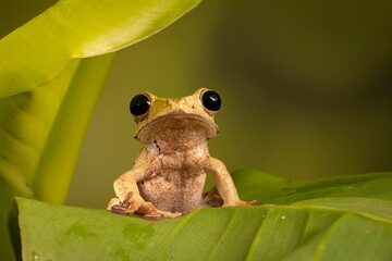 Wall Mural - Close-up shot of a Cuban tree frog (Osteopilus septentrionalis) on a leaf on blurred background