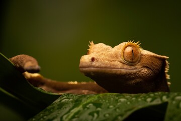 Sticker - Closeup shot of the New Caledonian Crested gecko (Correlophus ciliatus) on a green leaf