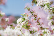 © Phoennnix X/Wirestock Creators - Closeup shot of Begonia flowers of Beijing Botanical Garden