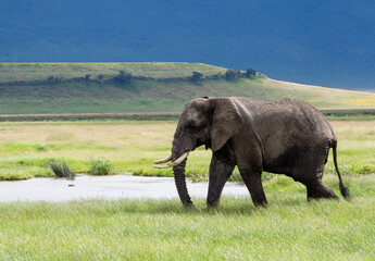 Poster - Adult African elephant on a green meadow in Serengeti National Park, Tanzania