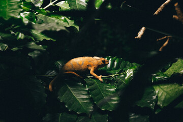 Canvas Print - Lizard in its natural environment