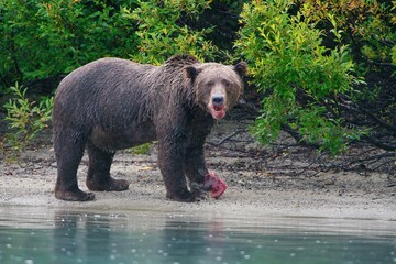 Sticker - Closeup of an Alaskan Brown Bear (Ursus horribilis) in Lake Clark National Park Alaska eating a fish