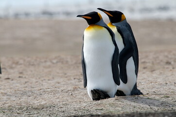 Closeup shot of two Emperor Penguins walking on beach