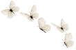 Beautiful white butterfly flying on white background