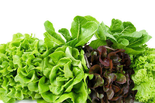 The Group of Hydroponic vegetables isolated on white background. Green butter head, Red Oak, Green Oak, Green coral and Green cos Lettuce.