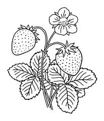 Wall Mural - Hand-drawn strawberry plant with a flower and fruit