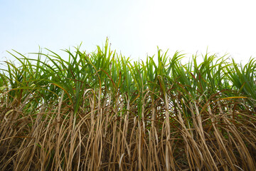 Wall Mural - Uprisen angle view of sugar cane plantation.