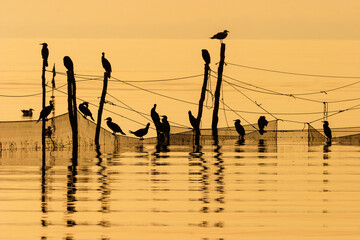 Wall Mural - Great cormorants birds in silhouette at a sunrise by the sea