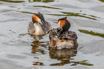 Poster - Crested Grebe feeding a chicken with a fish