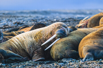 Wall Mural - Sleeping Walruses on a beach in the Arctic