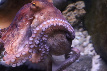 Wall Mural - marine octopus in the Genoa aquarium-