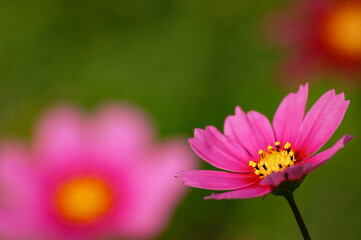 pink cosmos flower