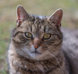 Cute domestic cat in the spring garden. Sunny day. Playing with a pet.