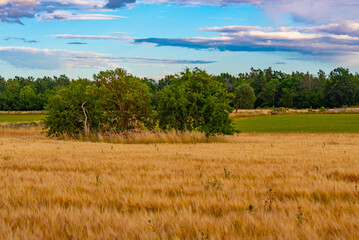 Wall Mural - Agricultural landscape of Öland island in Sweden