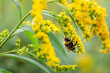 bee collects nectar sitting on yellow goldenrod flower close up
