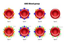 ABO Blood Group Vector. Types Of Blood (A, B, AB And O) Chart. Red Blood Cell, Antibodies In Plasma And Antigens. RH- And RH .