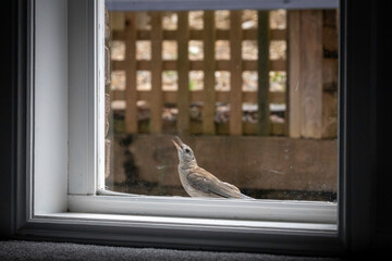 Wall Mural - Grey Shrike-thrush (Colluricincla harmonica) juvenile at a window, Narooma, NSW, January 2023