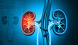 Human Kidney Disease. Medical organ. Cross section. 3d illustration