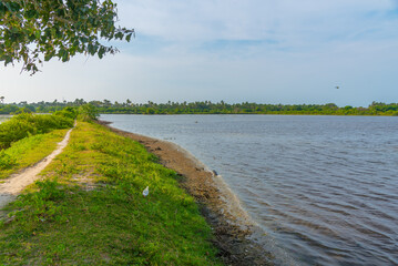 Wall Mural - Swamps at Karaitivu island near Jaffna, Sri Lanka