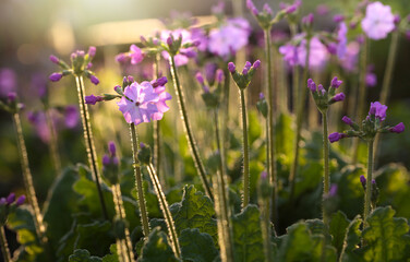 Wall Mural - Macro of red Primula vulgaris flower