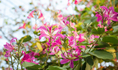 Wall Mural - flowering tropical plant Blake's bauhinia