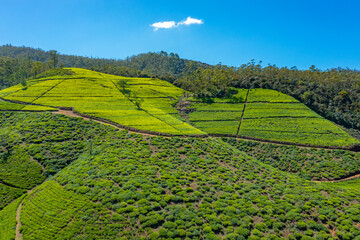 Wall Mural - Panorama of tea plantations around Nuwara Eliya in Sri Lanka