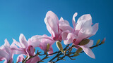Fototapeta Kwiaty - Blooming pink magnolia in the blue sky. Spring. Garden. A beautiful flowering, flowering tree. beautiful blooming branch of magnolia in spring - magnolia flower. Spring flowering. generative ai
