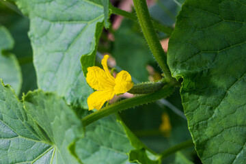 Wall Mural - yellow flower on a small cucumber among the green leaves in a greenhouse