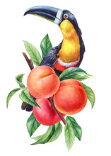 Toucan Bird Sits On A Branch With Ripe Fruits. Watercolor Botanical Painting Hand Drawing, Isolated On White Background