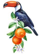 Toucan Bird Sits On A Branch With Orange Fruits. Watercolor Botanical Painting, Isolated On White Background