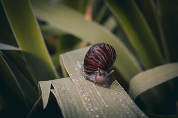 snail on a leaf