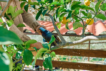 Seasonal pruning of trees. Gardener pruning lemon tree with reciprocating saw in the orchard. Taking care of garden. Cutting tree branch. Spring gardening.