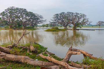 Canvas Print - Tissa Weva lake at Sri Lanka