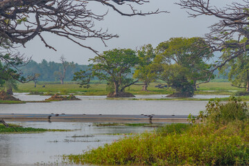 Wall Mural - Tissa Weva lake at Sri Lanka