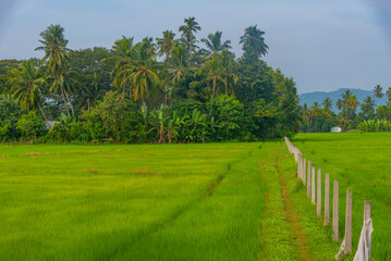 Wall Mural - rice fields at Tissamaharama, Sri Lanka during a sunny day