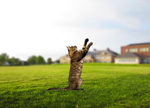 Cat In Grass Images, Stock Photos