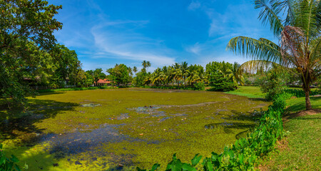 Wall Mural - Swamps at Bentota, Sri Lanka