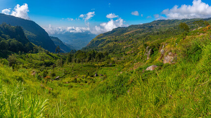 Wall Mural - Tea plantations around Lipton's Seat near Haputale, Sri Lanka