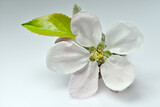 Fototapeta Kwiaty - Kwitnący kwiat jabłoni na jasnym tle