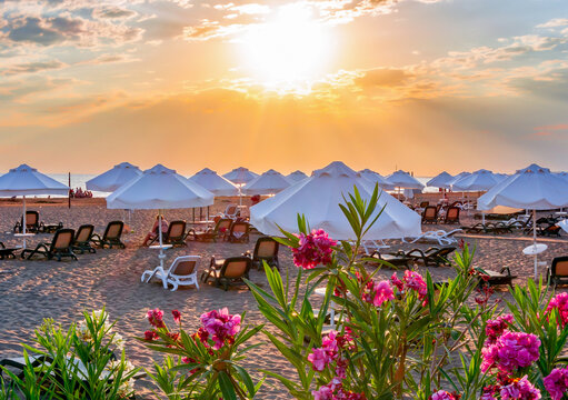 Flowers at scenic sunset on a beach