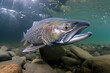 king salmon underwater close-up generated by ai