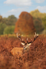 Red Deer Stag During Rutting Season In Autumn