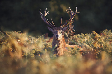 Wall Mural - Red Deer during rutting season at sunrise