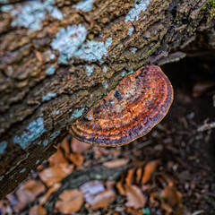 Wall Mural - champignons sur une souche d'arbre pourrie au sol