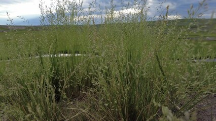 Sticker - Rising Slowly Through Grasses in Field in Yellowstone