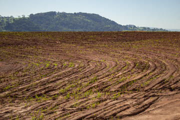 Wall Mural - Plantação úmida e recém regada, brotando do solo. Paisagem vista de uma rodovia em Goiás.