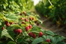 Organic Plantation: Fresh Red And Green Raspberries Growing, Harvesting, And Nutrition Benefits, Generative AI