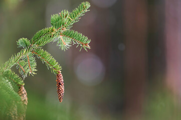 Wall Mural - European spruce aka Norway spruce, Picea abies, cones hanging from branch.