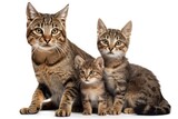 Fototapeta Koty - group of cats